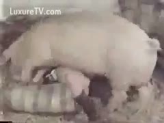 Woman screwed by a large pig